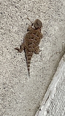 Phrynosoma orbiculare