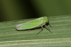 Chlorogonalia