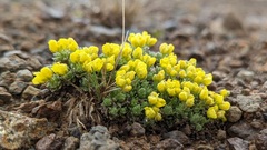 Draba oligosperma