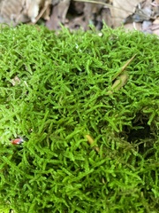 Callicladium imponens