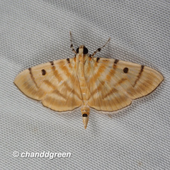 Notarcha tigrina