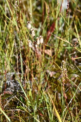 Silene involucrata
