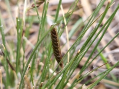 Harpochloa falx