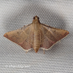 Endotricha olivacealis