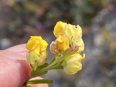 Hermannia concinnifolia