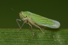Chlorogonalia