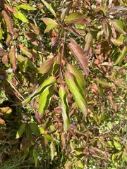 Cornales