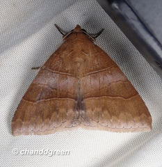 Bastilla absentimacula