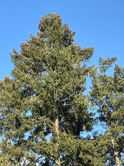 Pseudotsuga menziesii