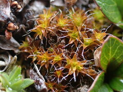 Syntrichia