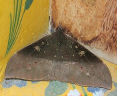 Ischyja manlia