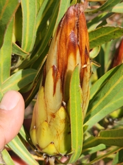 Protea burchellii