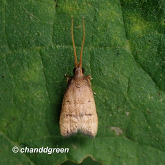 Lecithocera aulicousta