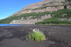Eriophorum scheuchzeri