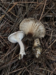 Clitopilus