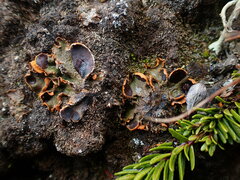 Solorina crocea