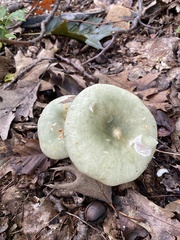 Russula crustosa