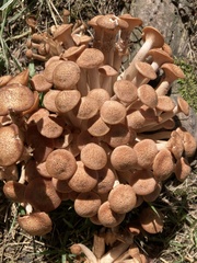 Desarmillaria