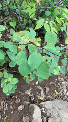 Amelanchier alnifolia