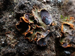 Solorina crocea