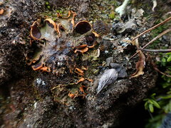 Solorina crocea