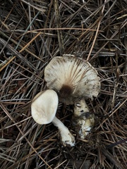 Clitopilus