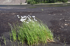 Eriophorum scheuchzeri