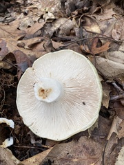 Russula crustosa