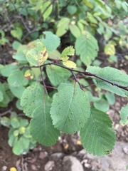 Amelanchier alnifolia