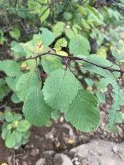Amelanchier alnifolia