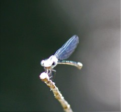 Argia translata