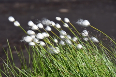 Eriophorum scheuchzeri