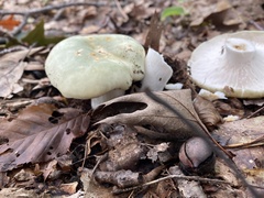 Russula crustosa