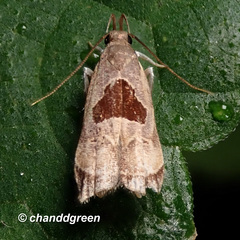 Helcystogramma hibisci