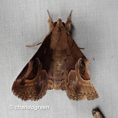 Ommatophora luminosa