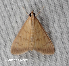 Crypsiptya coclesalis