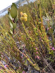 Hermannia concinnifolia