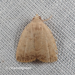 Anachrostis