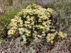 Leucadendron lanigerum lanigerum