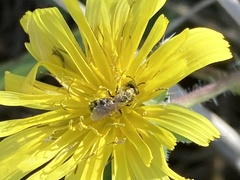 Halictus tripartitus