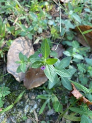 Cuphea carthagenensis