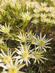 Leucadendron lanigerum lanigerum