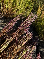 Salicornia pacifica