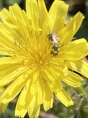 Halictus tripartitus