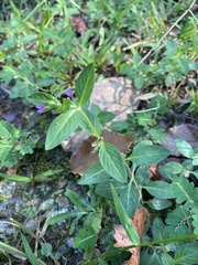 Cuphea carthagenensis