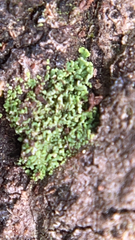 Radula complanata