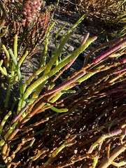 Salicornia pacifica