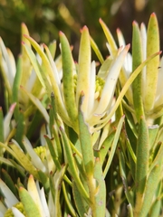 Leucadendron lanigerum lanigerum
