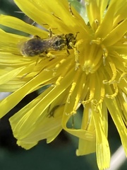 Halictus tripartitus