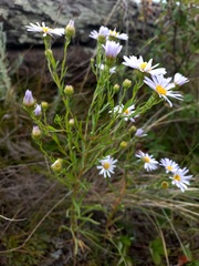 Aster biennis